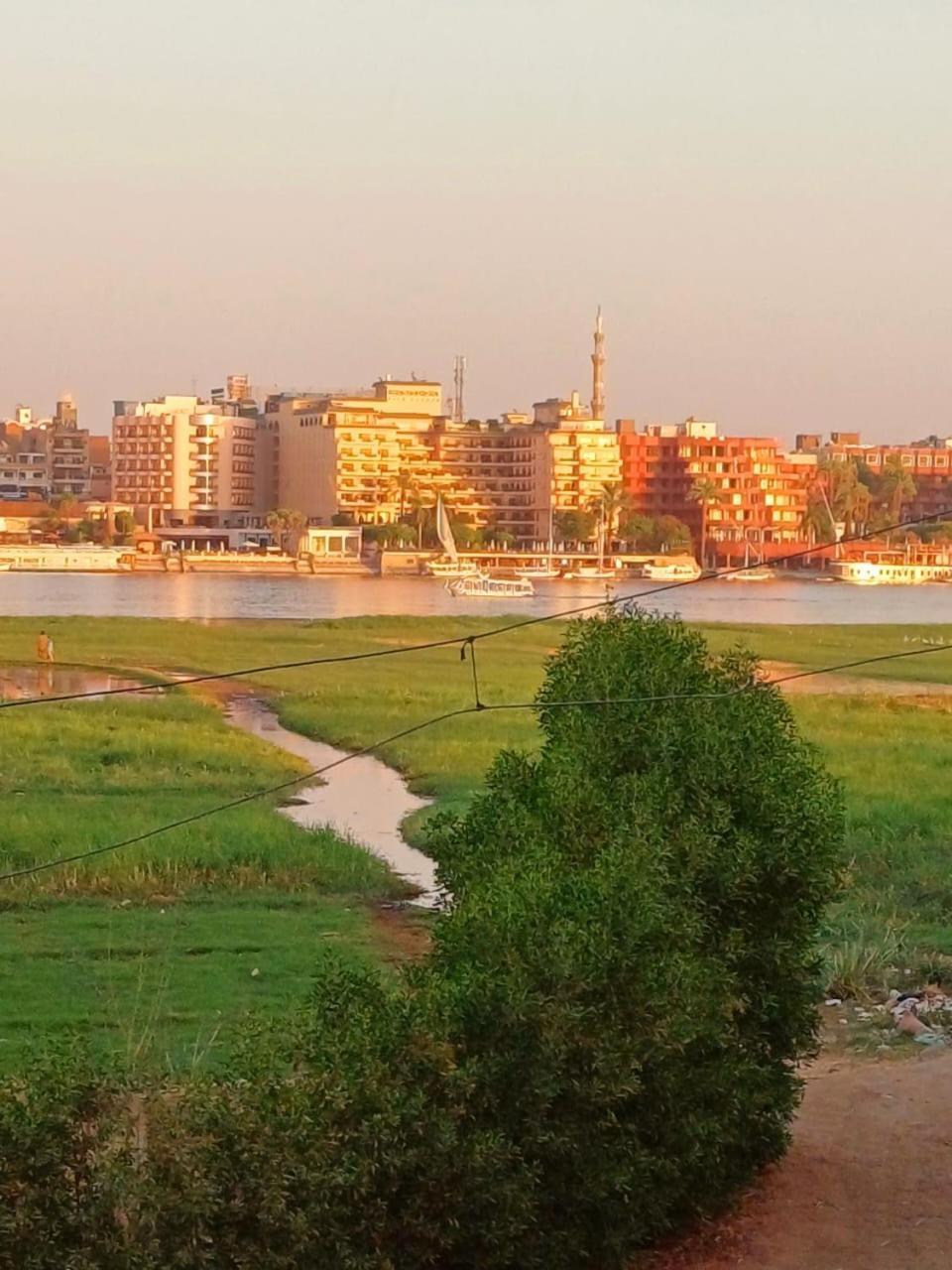 Nile Flower Lel Agalta